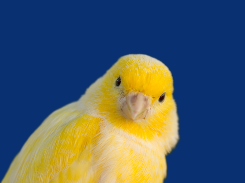 Canary Deployments with Gateway via LiteSpeed